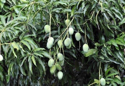 Crian&ccedil;a foi esfaqueada enquanto pegava manga em lote vazio -  (crédito: Minervino J&uacute;nior/CB/D.A.Press) -Crian&ccedil;a foi esfaqueada enquanto pegava manga em lote vazio -  (crédito: Minervino J&uacute;nior/CB/D.A.Press)