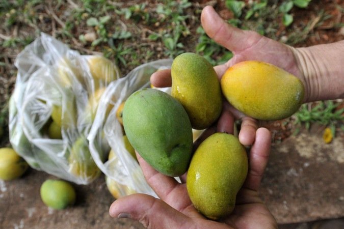  05/11/2025. Crédito: Minervino Júnior/CB/D.A Press. Brasil.  Brasilia - DF. Rua das Mangueiras temporada das Mangas em Brasília.
