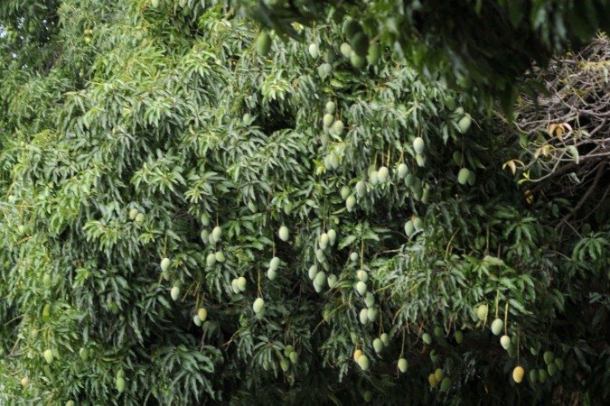  Um dos pontos prediletos, e carregados de manga, na capital federal, é a Avenida das Mangueiras, no Cruzeiro
