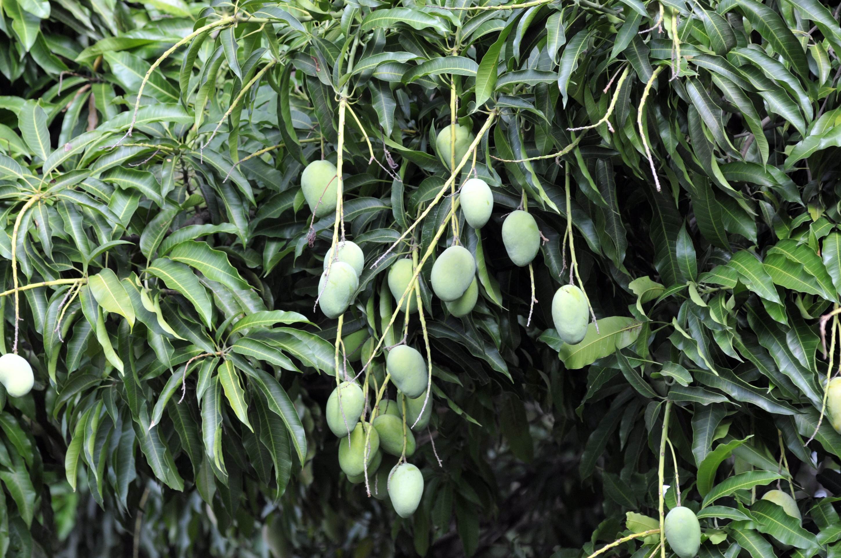 Homem morre eletrocutado ao tentar colher mangas no DF