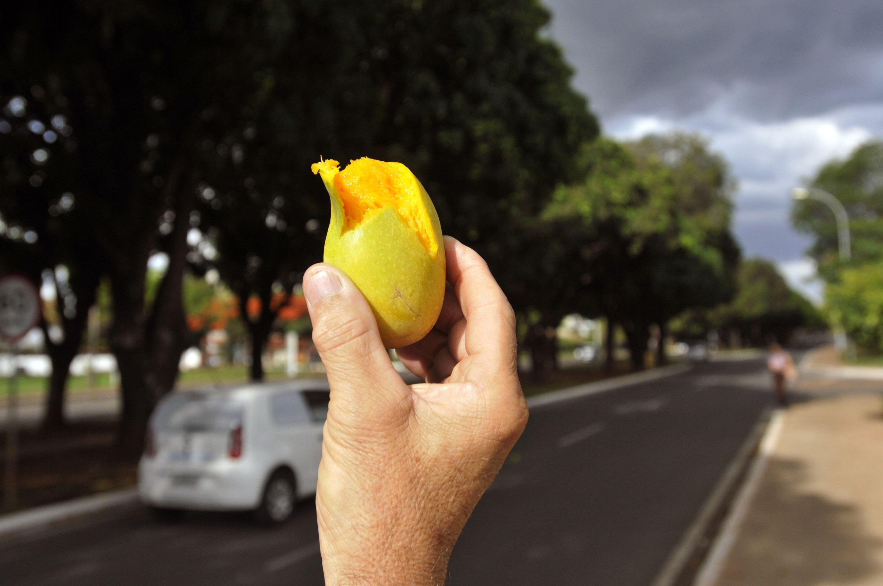 O quintal é bem ali: saiba onde colher mangas maduras na capital