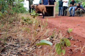 Devolução foi realizada por equipe técnica com representantes do Brasília Ambiental, do Hfaus e do Instituto Brasileiro do Meio Ambiente e dos Recursos Naturais Renováveis (Ibama) - (crédito: Reprodução/Brasília Ambiental) Devolução foi realizada por equipe técnica com representantes do Brasília Ambiental, do Hfaus e do Instituto Brasileiro do Meio Ambiente e dos Recursos Naturais Renováveis (Ibama) - (crédito: Reprodução/Brasília Ambiental)