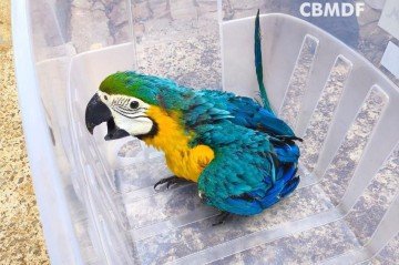 Ave foi encontrada por um zelador, que a viu caÃ­da de seu ninho -  (crédito: DivulgaÃ§Ã£o/CBMDF)