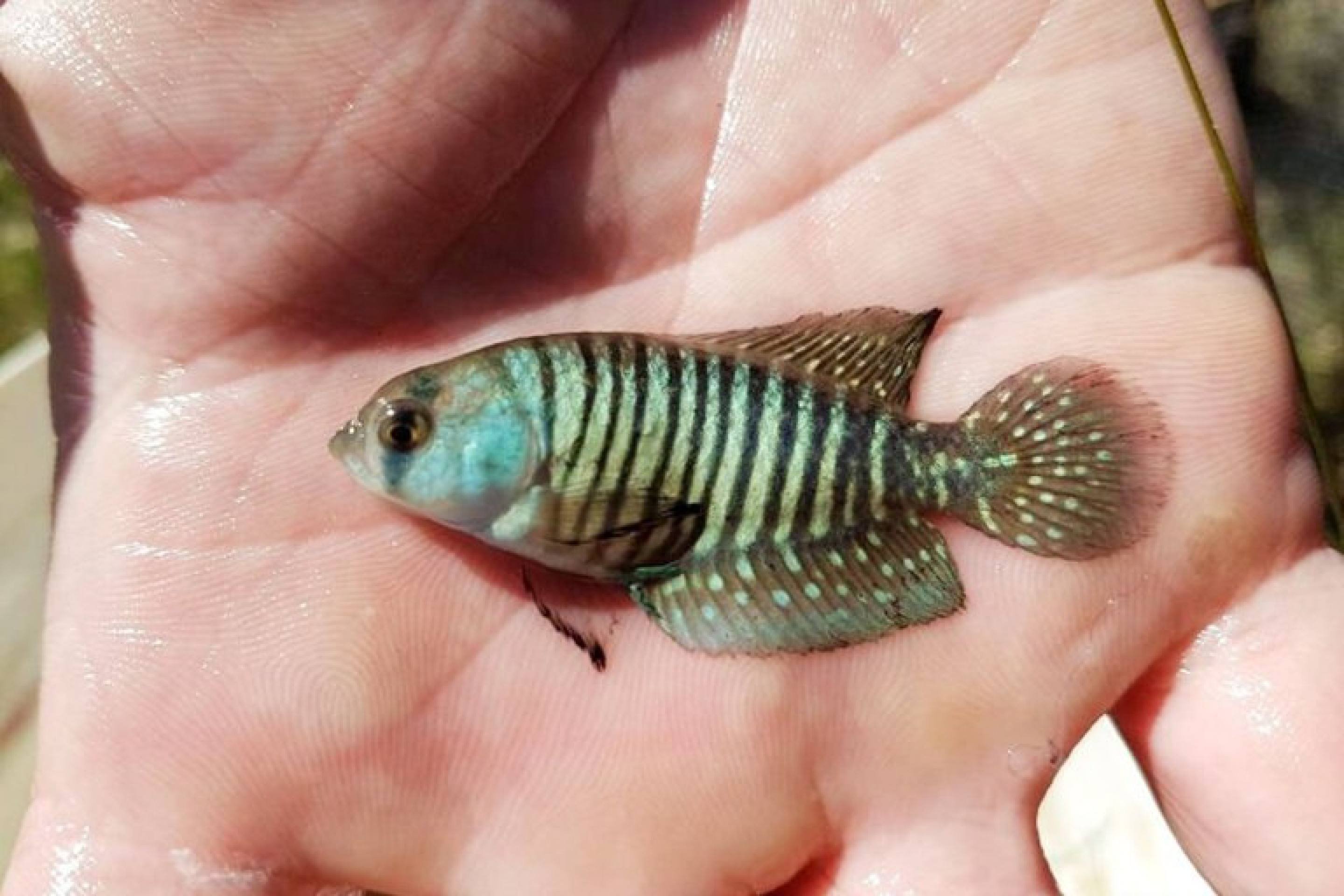 Para os peixes anuais do gênero Hypsolebias, a destruição de suas lagoas temporárias significa a extinção instantânea