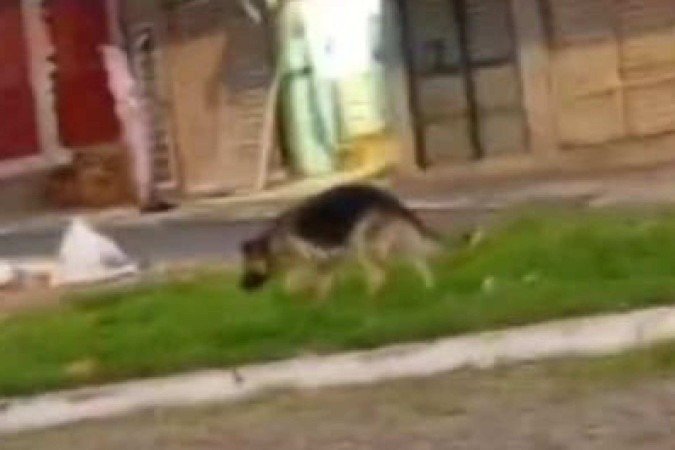 Com base nas evidências, o tutor foi indiciado por duas contravenções penais de omissão de cautela na guarda de animal perigoso e pelo crime de maus-tratos - (crédito: Material cedido ao Correio) Com base nas evidências, o tutor foi indiciado por duas contravenções penais de omissão de cautela na guarda de animal perigoso e pelo crime de maus-tratos - (crédito: Material cedido ao Correio)