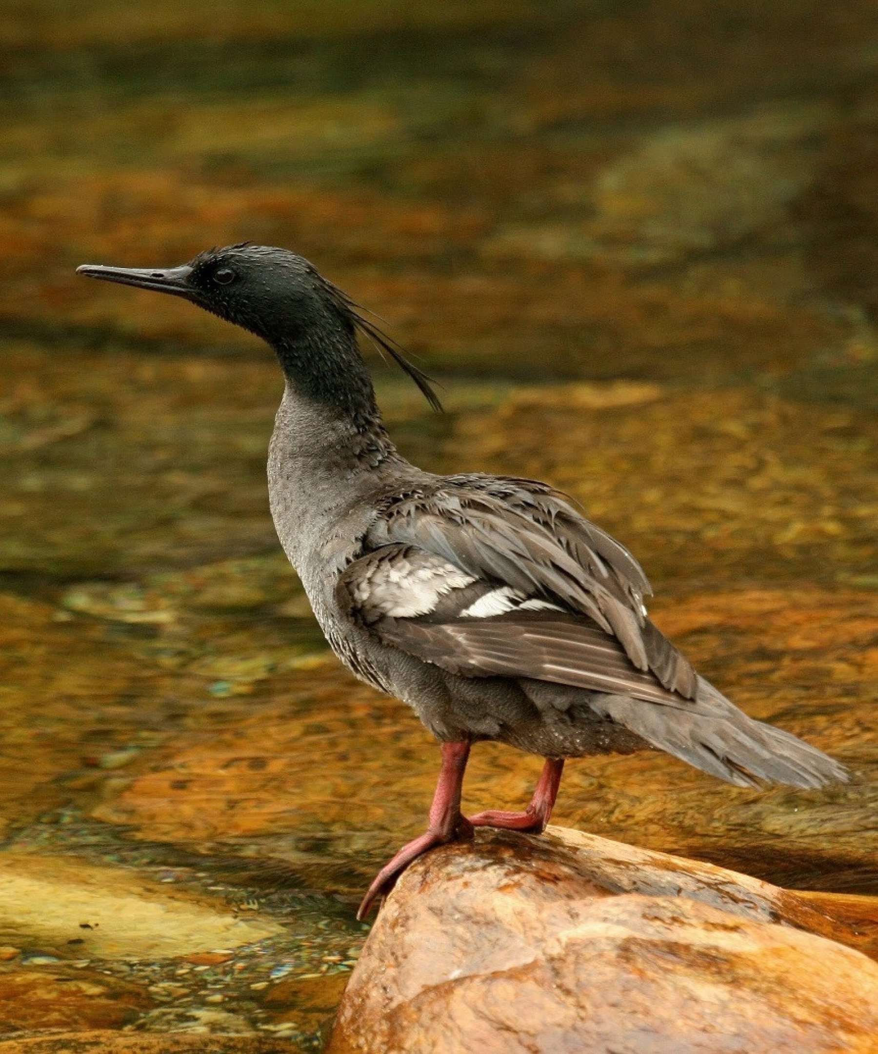 O pato-mergulhão (Mergus octosetaceus) é uma das aves aquáticas mais ameaçadas do mundo