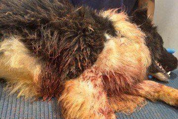 Cachorro ficou ferido após ser atacado por outro cão - (crédito: Material cedido ao Correio) Cachorro ficou ferido após ser atacado por outro cão - (crédito: Material cedido ao Correio)