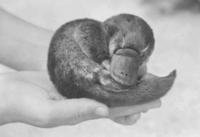 O ornitorrinco é um animal tão esquisito e sua fisiologia é tão contraditória em relação aos outros mamíferos que, no século 19, ele era comumente conhecido como o 'paradoxo' -  (crédito: Getty Images) -O ornitorrinco é um animal tão esquisito e sua fisiologia é tão contraditória em relação aos outros mamíferos que, no século 19, ele era comumente conhecido como o 'paradoxo' -  (crédito: Getty Images)