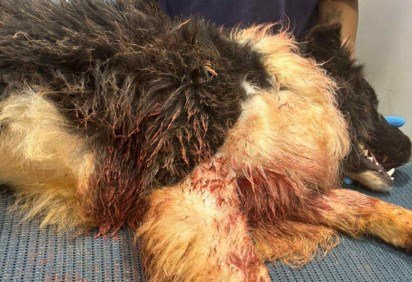 Cachorro ficou ferido após ser atacado por outro cão -  (crédito: Material cedido ao Correio) -Cachorro ficou ferido após ser atacado por outro cão -  (crédito: Material cedido ao Correio)