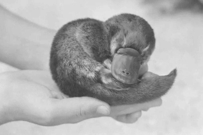 O ornitorrinco é um animal tão esquisito e sua fisiologia é tão contraditória em relação aos outros mamíferos que, no século 19, ele era comumente conhecido como o 'paradoxo' - (crédito: Getty Images) O ornitorrinco é um animal tão esquisito e sua fisiologia é tão contraditória em relação aos outros mamíferos que, no século 19, ele era comumente conhecido como o 'paradoxo' - (crédito: Getty Images)