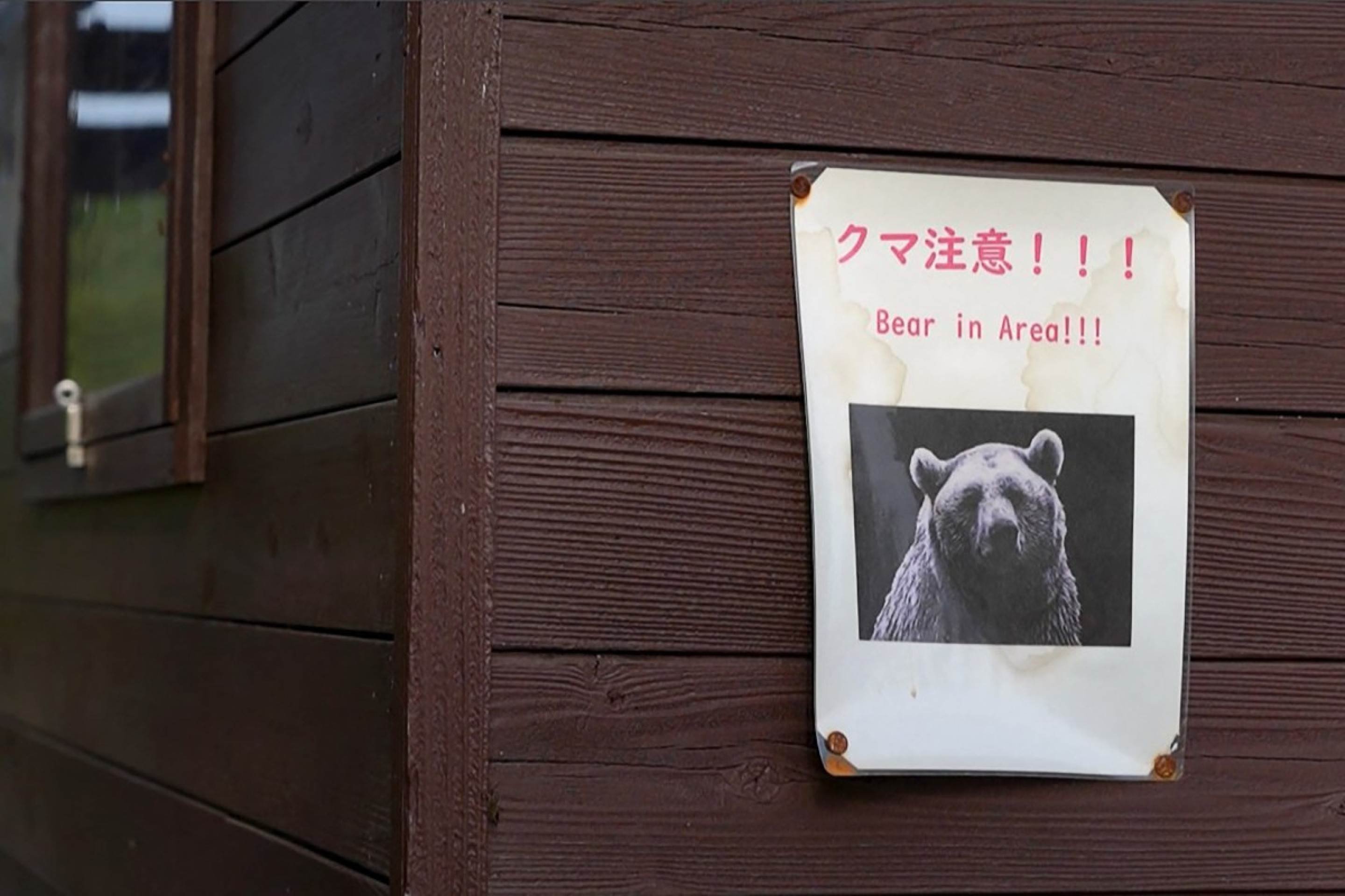 Mortes em ataques de urso aterrorizam Japão