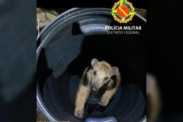O animal foi resgatado e devolvido à natureza em segurnaça - (crédito: Reprodução/PMDF) O animal foi resgatado e devolvido à natureza em segurnaça - (crédito: Reprodução/PMDF)