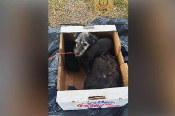 Mulher é presa ao abandonar e envenenar cadela e filhotes em via pública  - PCDF/Divulgação