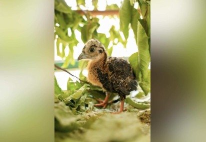 As jacutingas podem chegar a 74 centímetros de comprimento