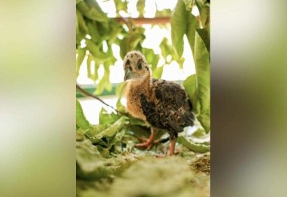 As jacutingas podem chegar a 74 centÃ­metros de comprimento