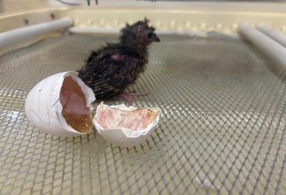 As pequenas aves nasceram no dia 7 de outubro