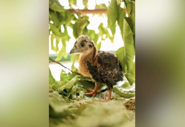 Mardônio Vieira/Divulgação