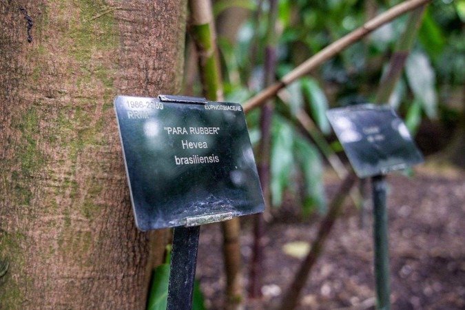 O 'roubo' que mudou a história de Belém e da Amazônia — e suas lições para a cidade da COP30
