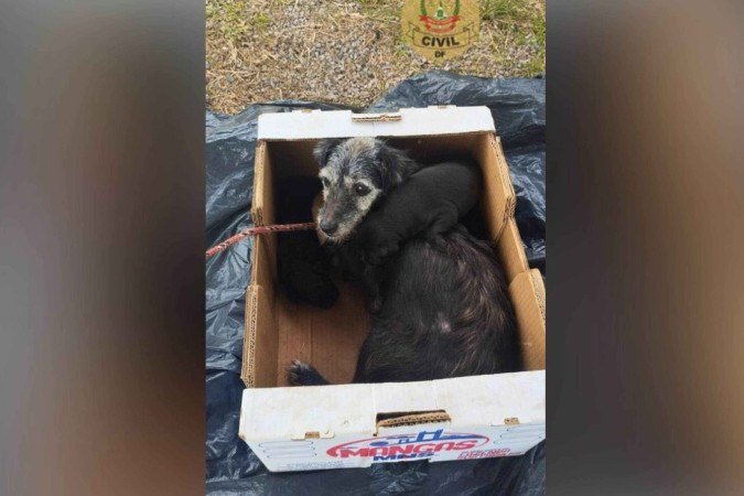 Mulher é presa após abandonar cadela e filhotes em via pública de Ceilândia -  (crédito: PCDF/Divulgação)