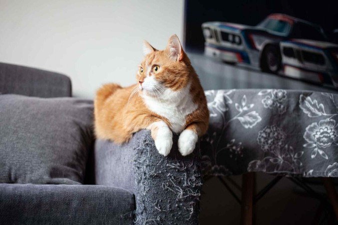 Os gatos arranham móveis como uma forma de comunicação e autocuidado (Imagem: Tatiana Osipova | Shutterstock)
 -  (crédito: EdiCase)