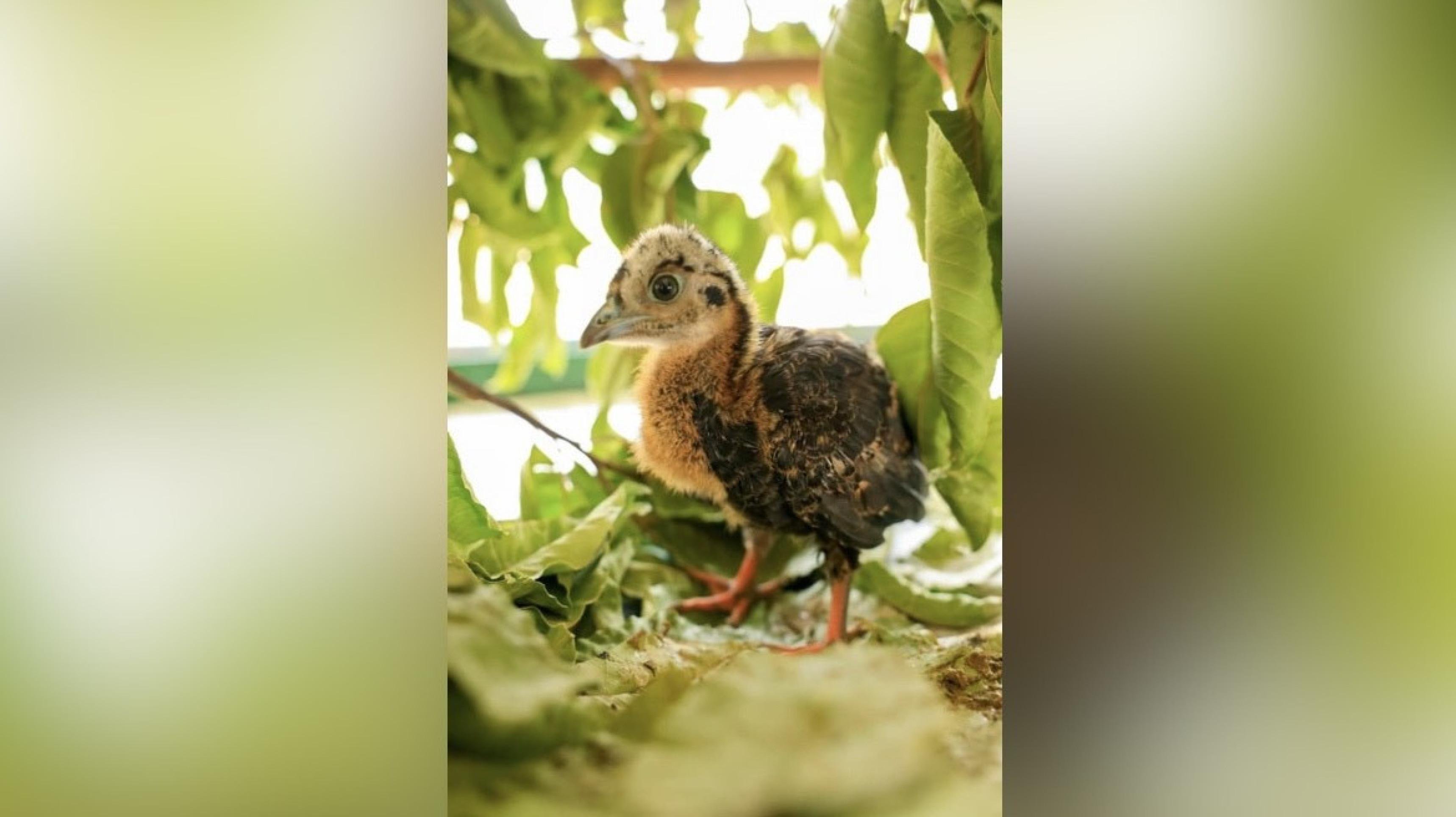 Zoo de Brasília celebra nascimento de duas jacutingas ameaçadas de extinção