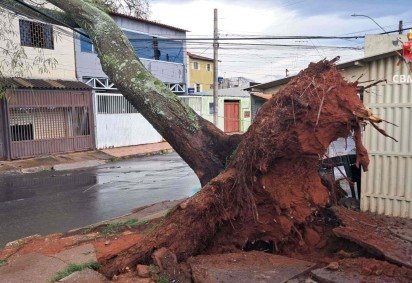 Bombeiros são acionados para ocorrência de queda de árvore