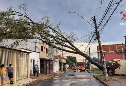 Bombeiros são acionados para ocorrência de queda de árvore