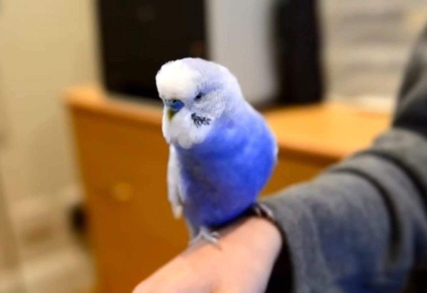 Reprodução/ Bird Singalong Project