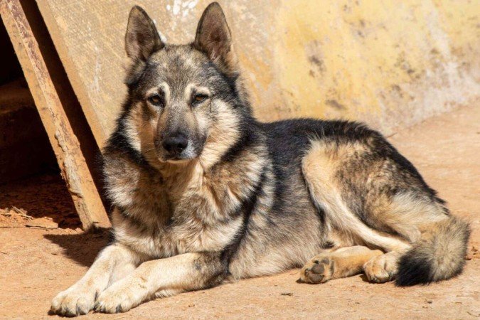 Conhecido como “policialzinho”, o cão pastor da Mantiqueira domina o pastoreio mesmo em terrenos acidentados (Imagem: fvolu | Shutterstock) - (crédito: EdiCase) Conhecido como “policialzinho”, o cão pastor da Mantiqueira domina o pastoreio mesmo em terrenos acidentados (Imagem: fvolu | Shutterstock) - (crédito: EdiCase)