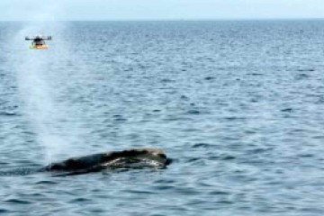 O drone coleta micróbios que são expelidos pela baleia durante a respiração - (crédito: NEAq/WHOI) O drone coleta micróbios que são expelidos pela baleia durante a respiração - (crédito: NEAq/WHOI)