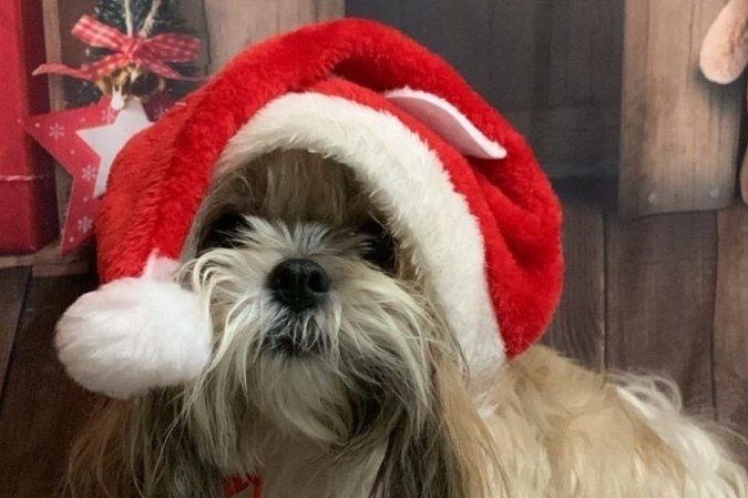 No Patrulha Pet Resort, os animais participam de enriquecimentos sensoriais com cheiros e texturas natalinas