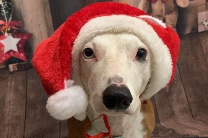 "A ideia é que os pets vivam o Natal, 
assim como a família deles", afirma 
a fundadora do Patrulha Pet Resort