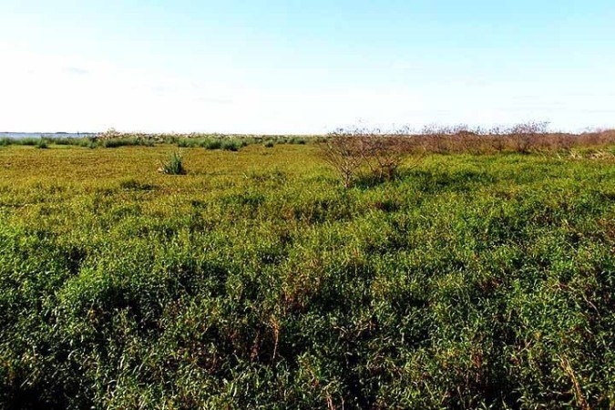 MP 1308 avança em comissão com só um voto contrário 