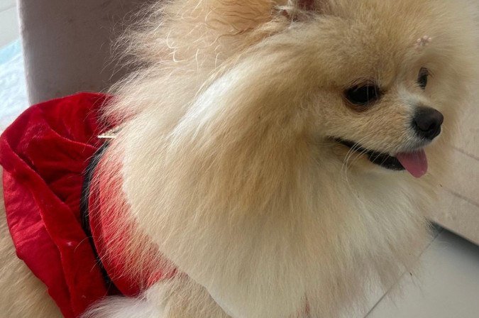 Para a tutora Stephanie Bublitz, Georgina deixa o Natal mais especial