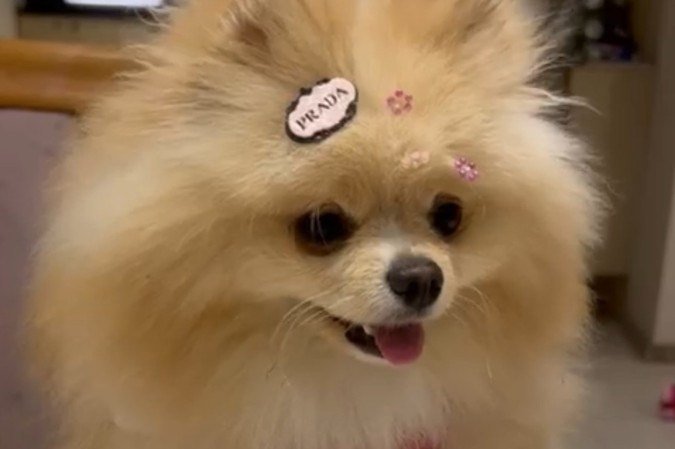 Georgina é presenteada com uma ceia preparada especialmente para ela - (crédito: Arquivo pessoal) Georgina é presenteada com uma ceia preparada especialmente para ela - (crédito: Arquivo pessoal)