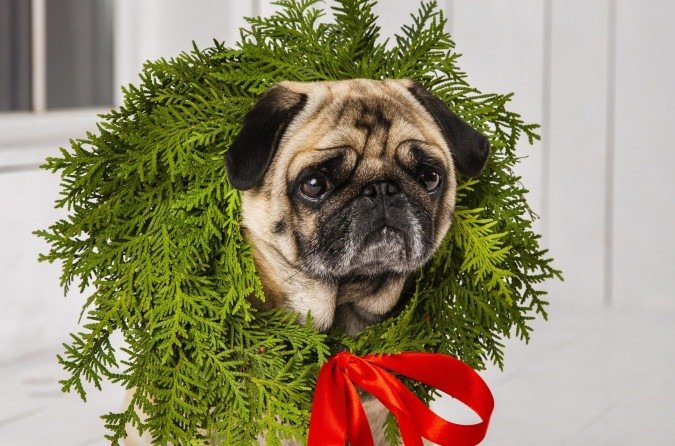 Especialista alerta para os perigos das decorações: fios elétricos, enfeites e velas podem causar choques, queimaduras ou ingestão acidental de objetos