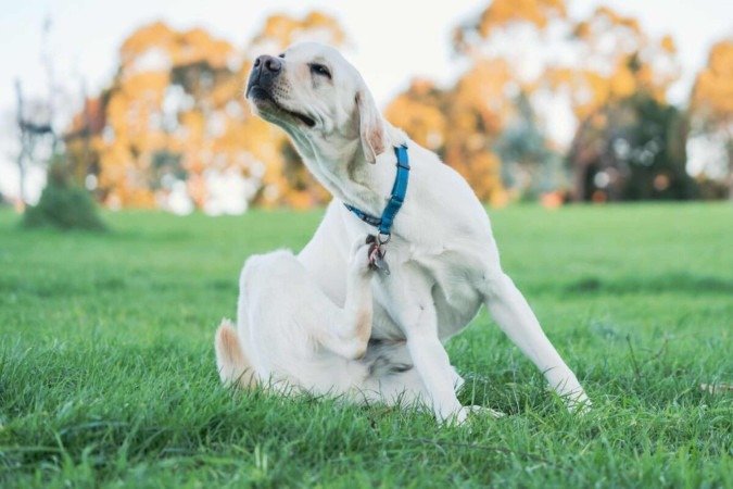 As pulgas são muito comuns em cães e gatos e podem, além do desconforto, transmitir doenças aos animais (Imagem: Wirestock Creators | Shutterstock) - (crédito: EdiCase) As pulgas são muito comuns em cães e gatos e podem, além do desconforto, transmitir doenças aos animais (Imagem: Wirestock Creators | Shutterstock) - (crédito: EdiCase)