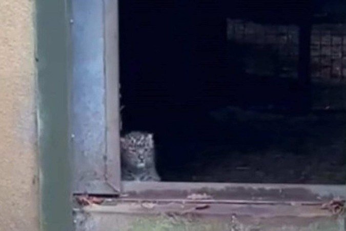 'App de namoro' é adotado como medida anti-extinção de animais na Inglaterra