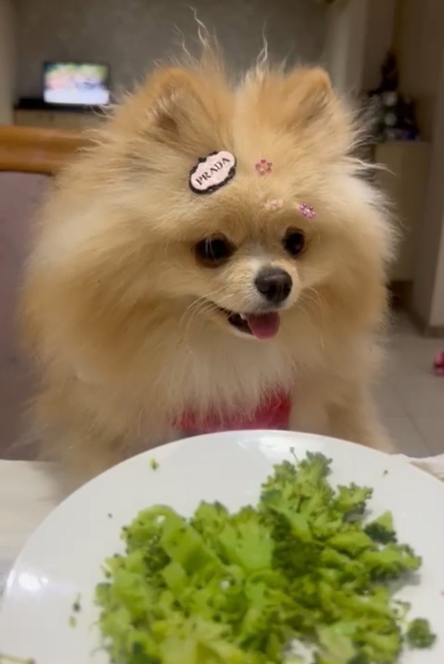 Natal para todos: festividade com animais exige cuidado e atenção