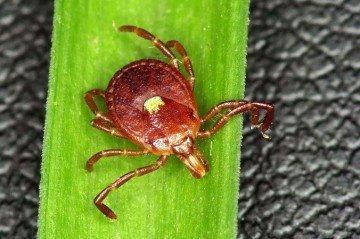 Condição é desencadeada por uma substância presente na carne vermelha e adquirida após picadas do carrapato estrela-solitária - (crédito: Reprodução/ Serviço Florestal dos EUA- Inventário e Análise Florestal) Condição é desencadeada por uma substância presente na carne vermelha e adquirida após picadas do carrapato estrela-solitária - (crédito: Reprodução/ Serviço Florestal dos EUA- Inventário e Análise Florestal)
