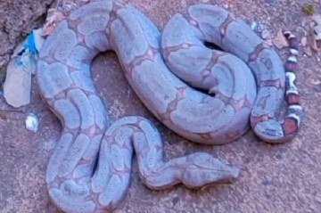 Jiboia é encontrada dentro de casa em cidade mineira - CBMMG/Divulga&ccedil;&atilde;o