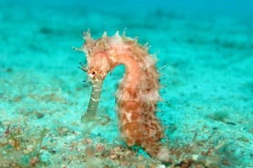 Cavalo marinho - (crédito: Reprodução/Pixabay) Cavalo marinho - (crédito: Reprodução/Pixabay)