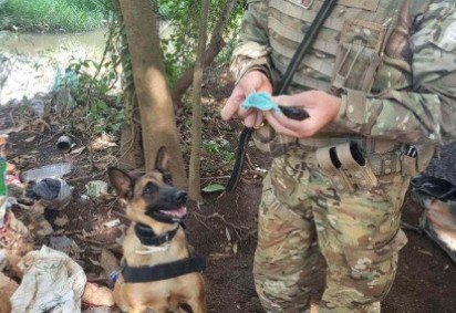 Cadela do BPC&atilde;es localiza drogas em &aacute;reas de tr&aacute;fico no Plano Piloto