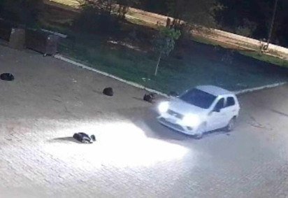 Atropelamento ocorreu quando animal estava dormindo -  (crédito: Divulga&ccedil;&atilde;o/PCDF) -Atropelamento ocorreu quando animal estava dormindo -  (crédito: Divulga&ccedil;&atilde;o/PCDF)