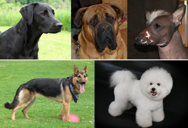 Raças variadas: diferenciação canina começou muito antes do que se imaginava, mostra pesquisa 