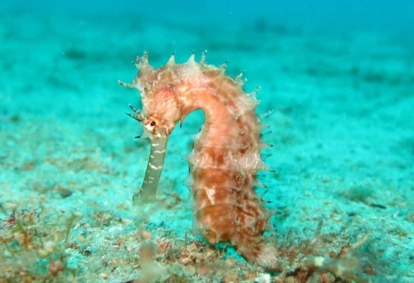 Reprodução/Pixabay