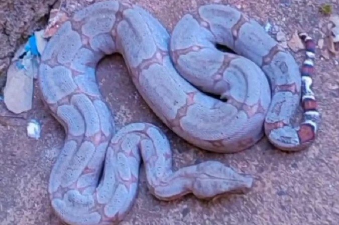 Jiboia é encontrada dentro de casa em Uberlândia - (crédito: CBMMG/Divulgação) Jiboia é encontrada dentro de casa em Uberlândia - (crédito: CBMMG/Divulgação)