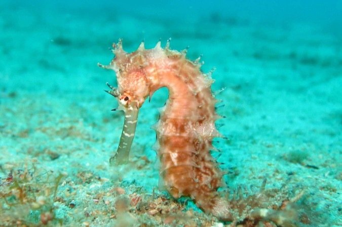 Machos que engravidam: estudo mostra como os cavalos-marinhos se reproduzem