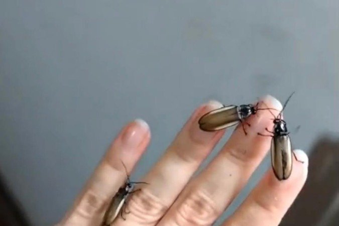 Steffania alerta que é necessário pensar em projetos de iluminação pública que considerem a preservação da biodiversidade