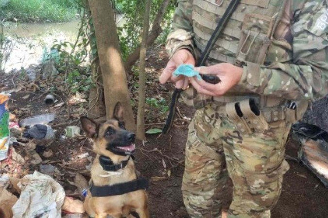 Cadela do BPCães localiza drogas em áreas de tráfico no Plano Piloto - (crédito: PMDF/Divulgação) Cadela do BPCães localiza drogas em áreas de tráfico no Plano Piloto - (crédito: PMDF/Divulgação)